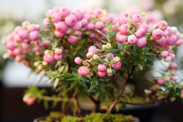 gaultheria