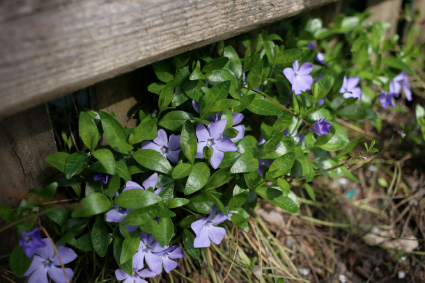 pervinca