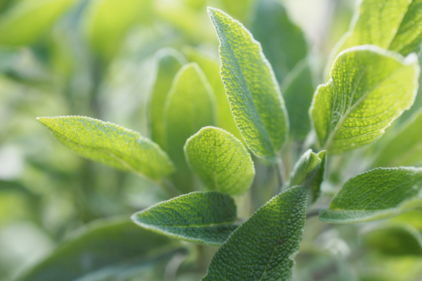 salvia