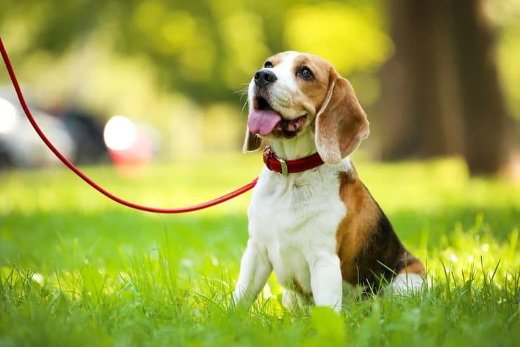 Cane in posa al guinzaglio
