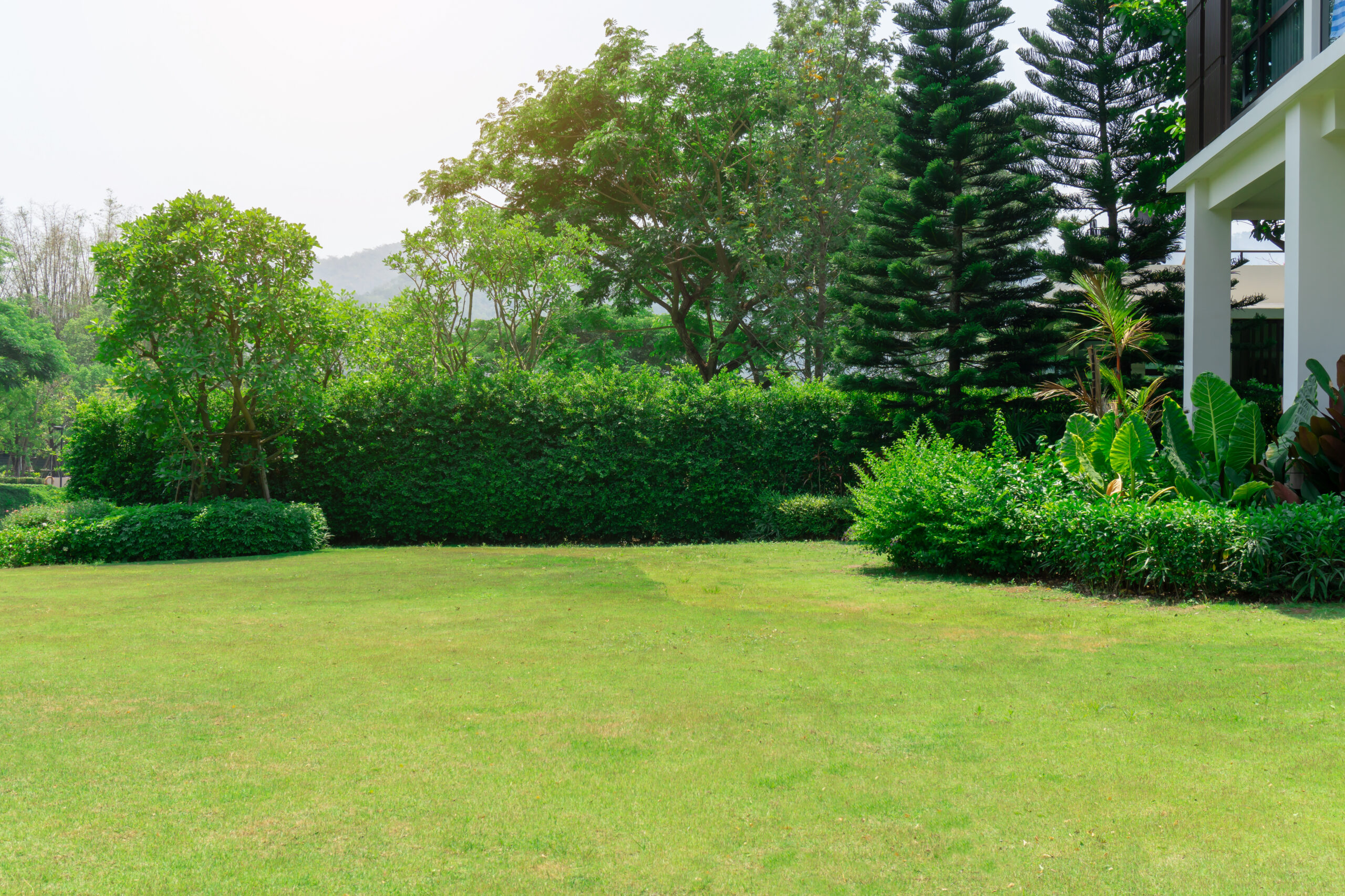 Anche il giardino si ammala, lo sai?￼