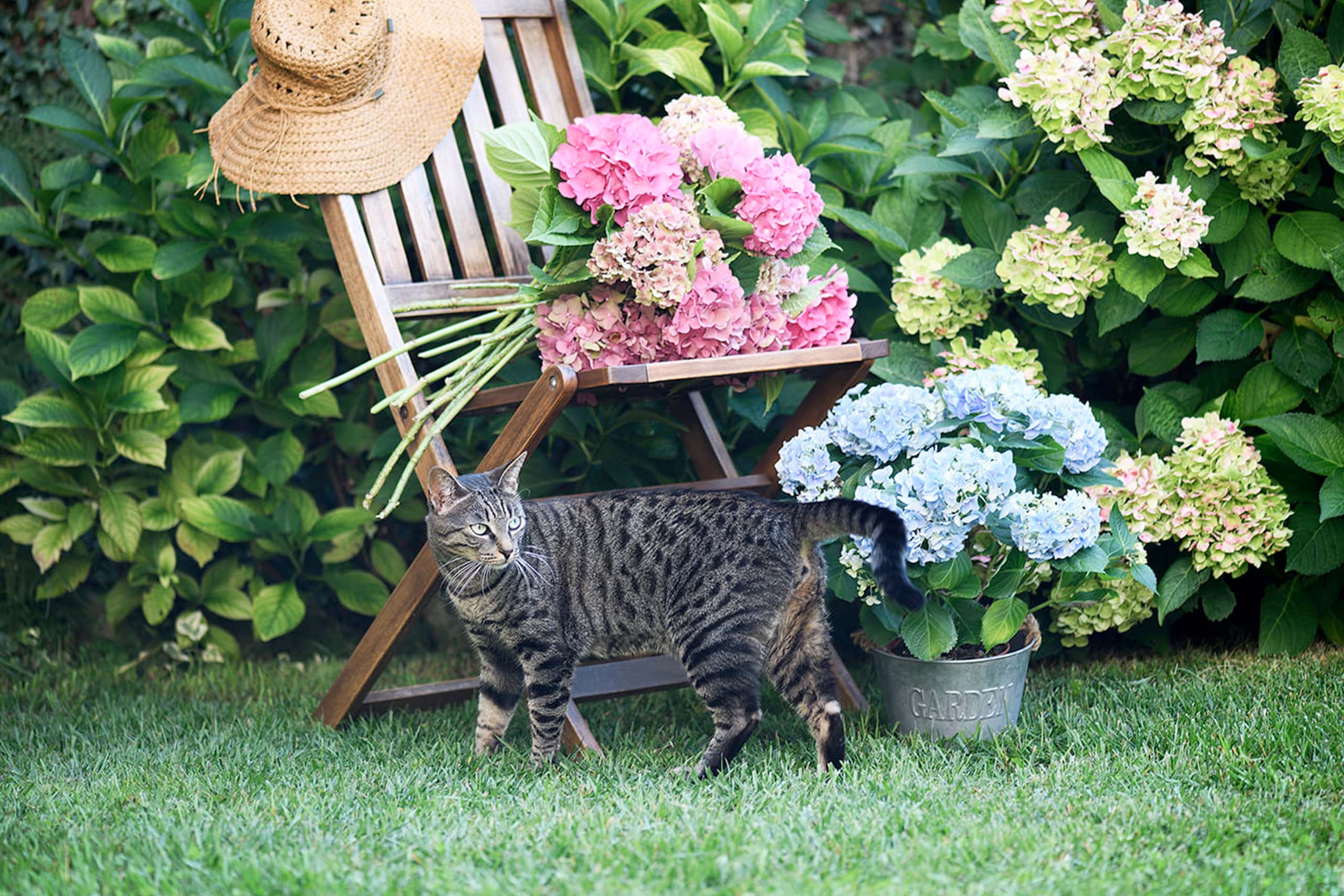 Il mio giardino di Ortensie!