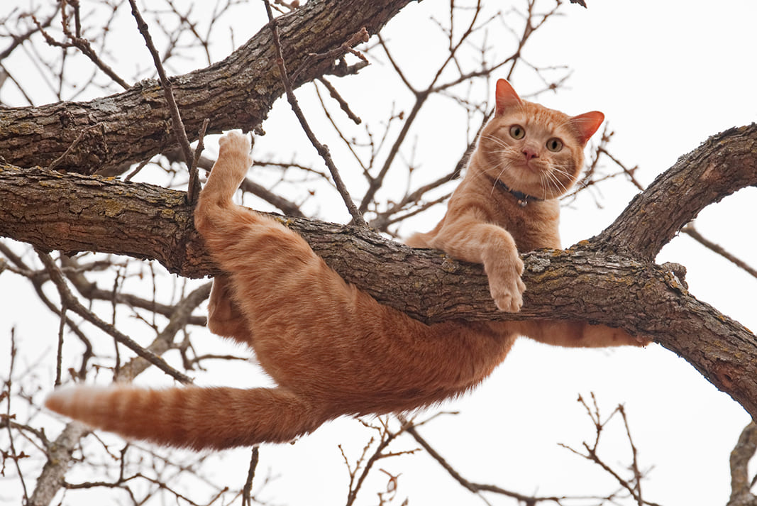 Soriano: il gatto comune ma molto particolare!