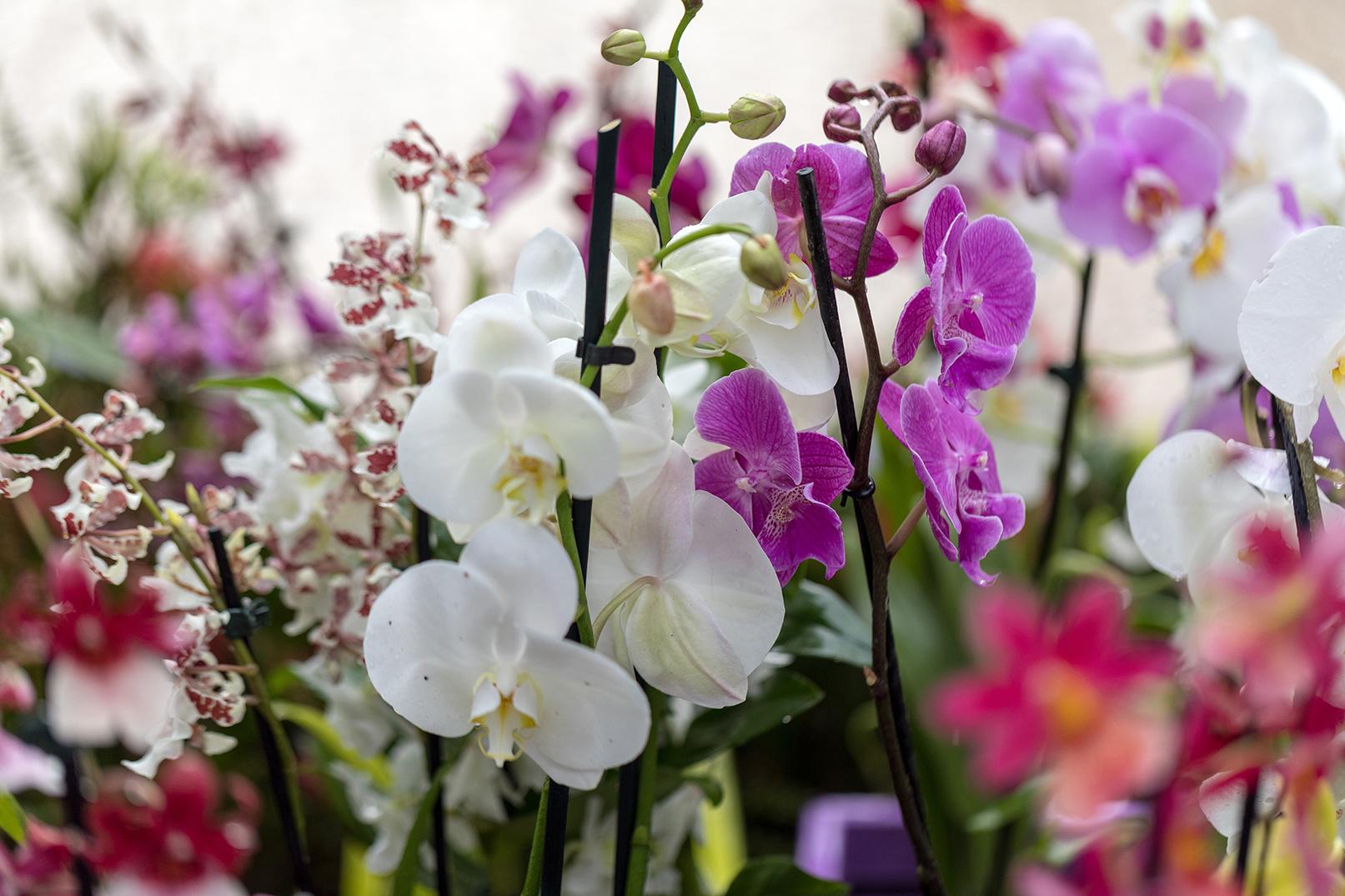Le Orchidee, eleganti e raffinate e anche facili da coltivare
