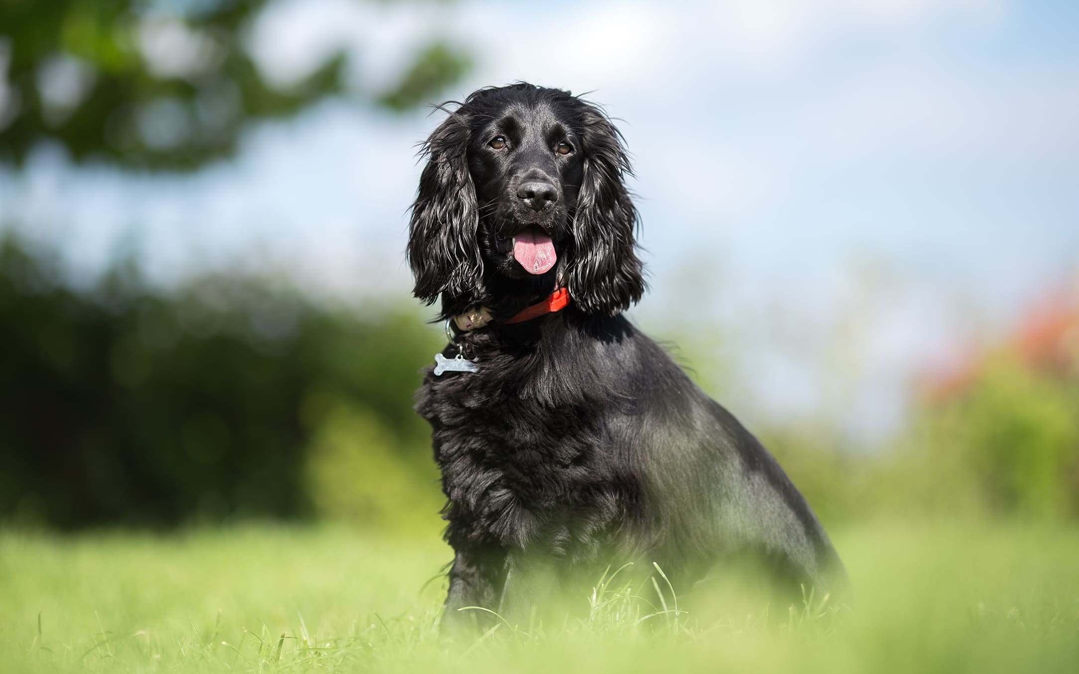 TagAlt_Foto2_Cocker_Spaniel