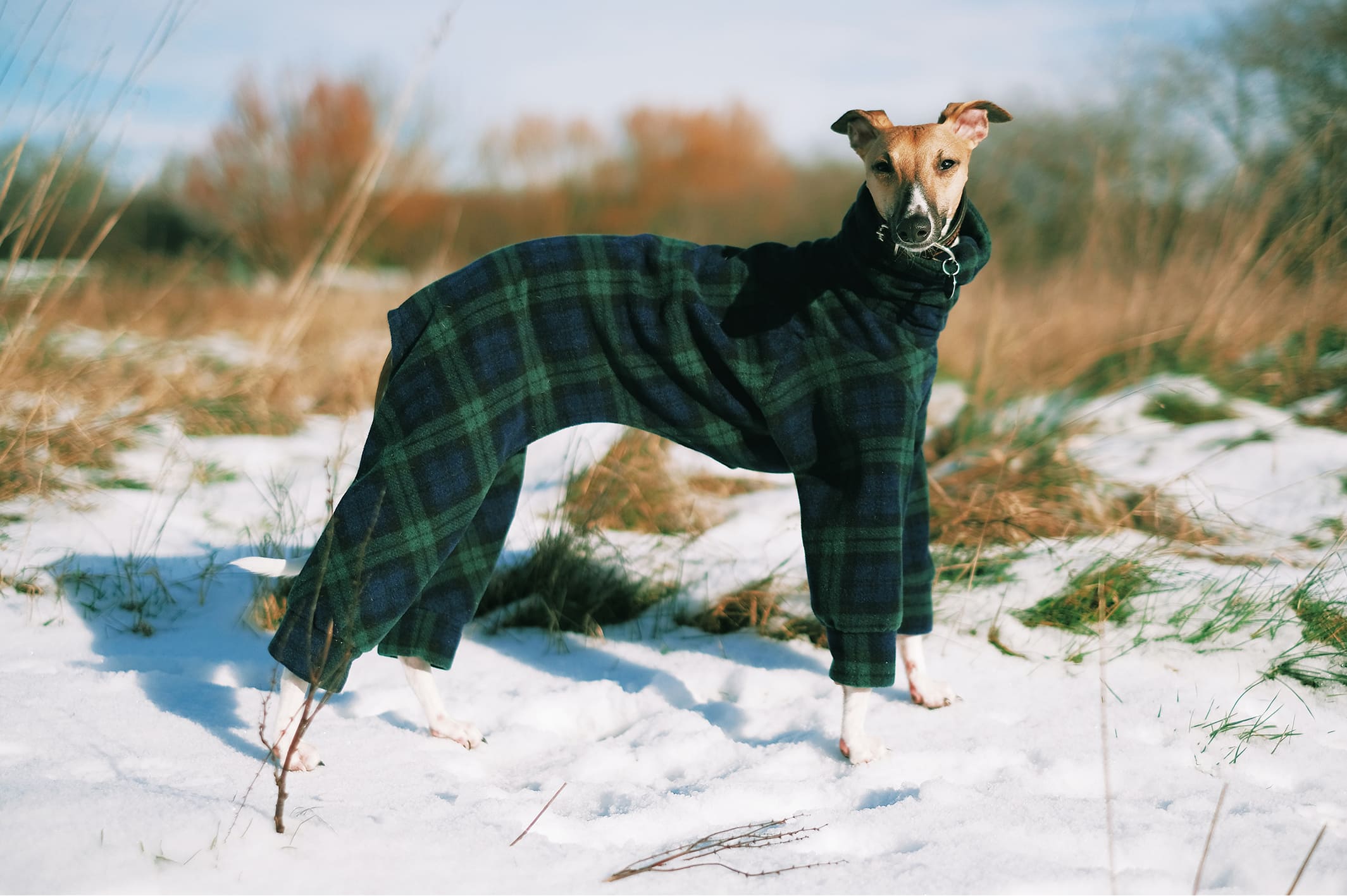 E tu vesti il tuo cane d’inverno?