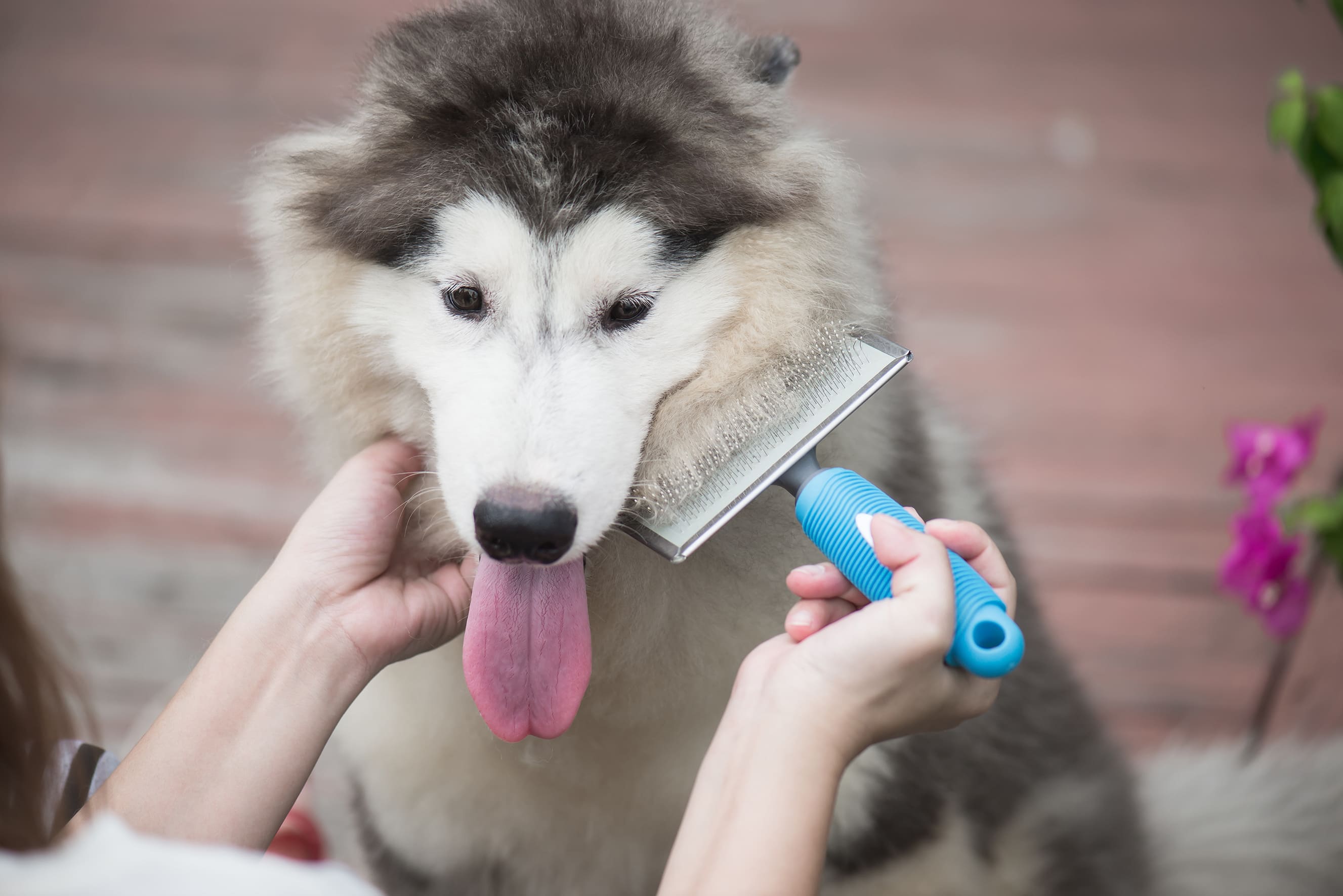 Adori vedere il tuo cane con un aspetto ordinato? Vai di spazzole e cardatori!