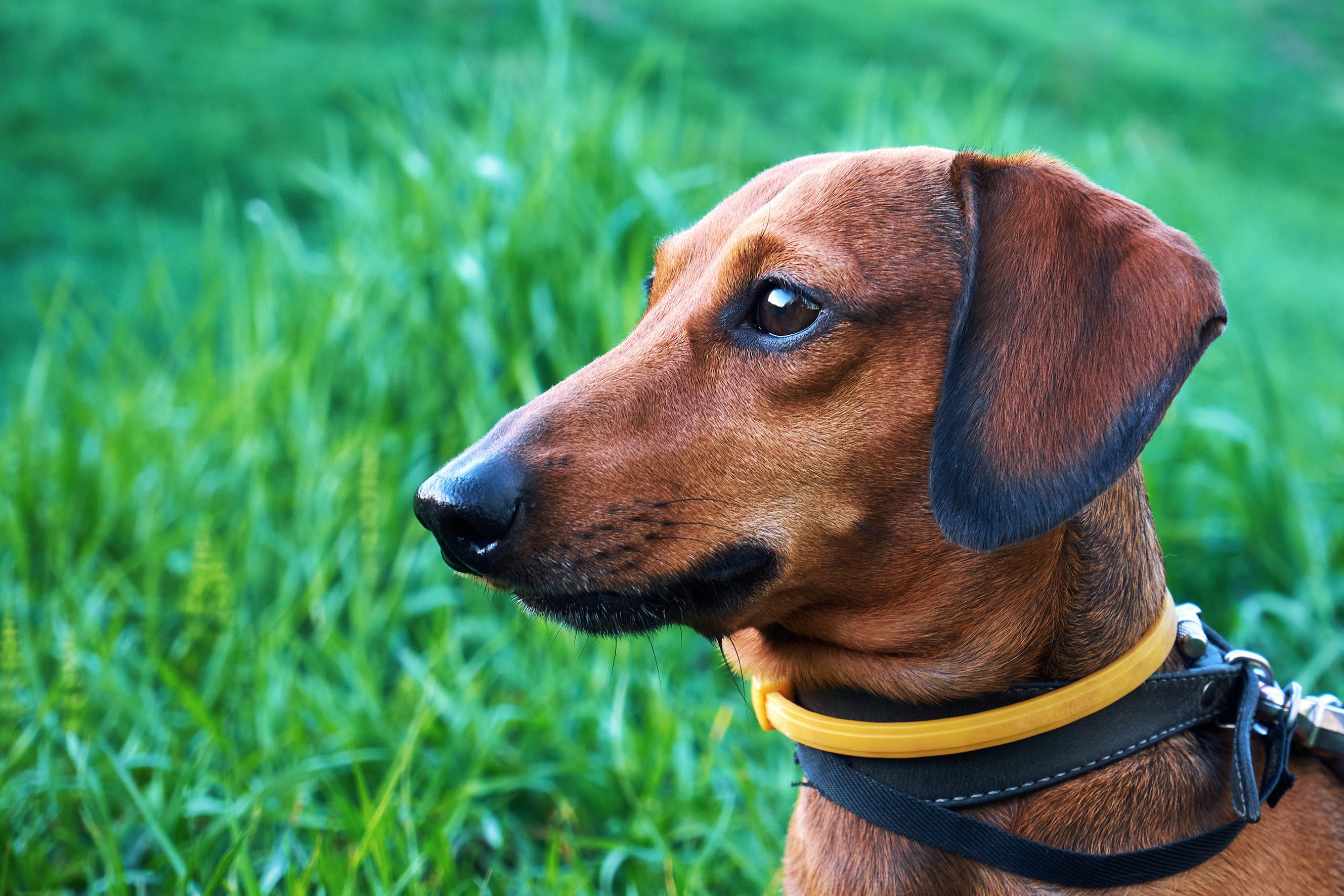 Dog collar against ticks and fleas