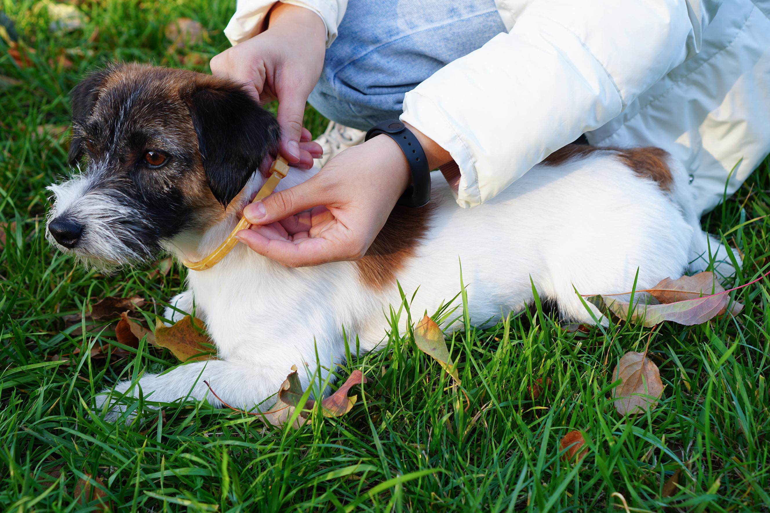 Special collar to protect dogs from ticks. Outside. Autumn spring period mite.