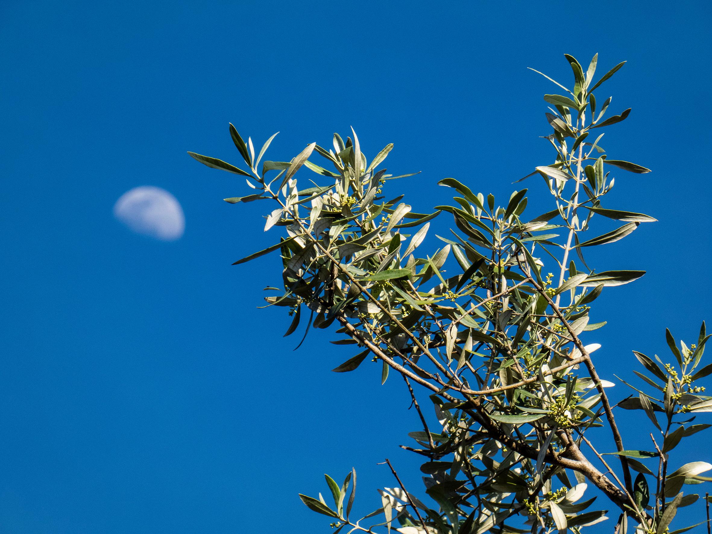 moon and olive plant