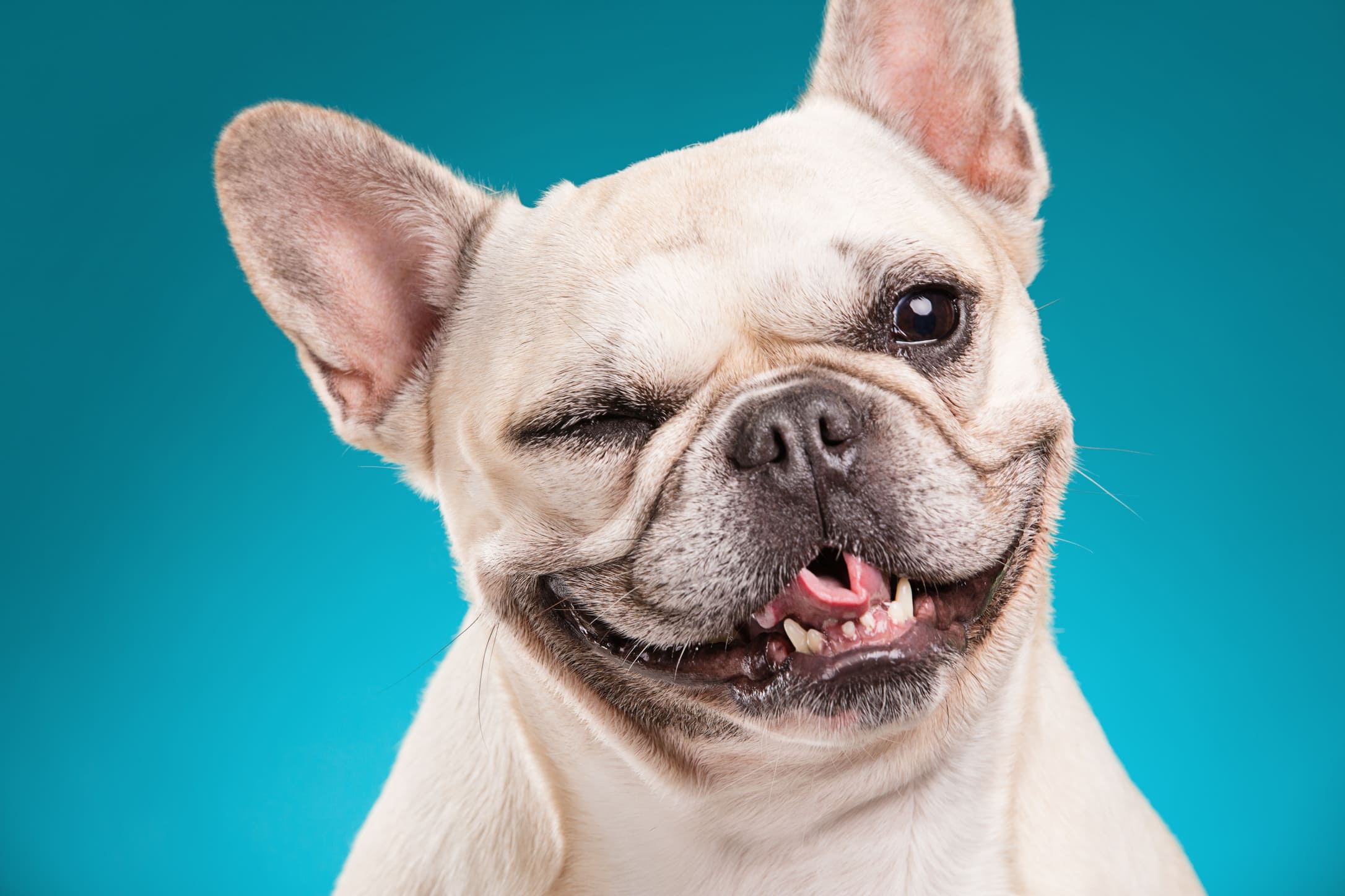 Il Bulldog francese, il cane di taglia piccola preferito dagli italiani