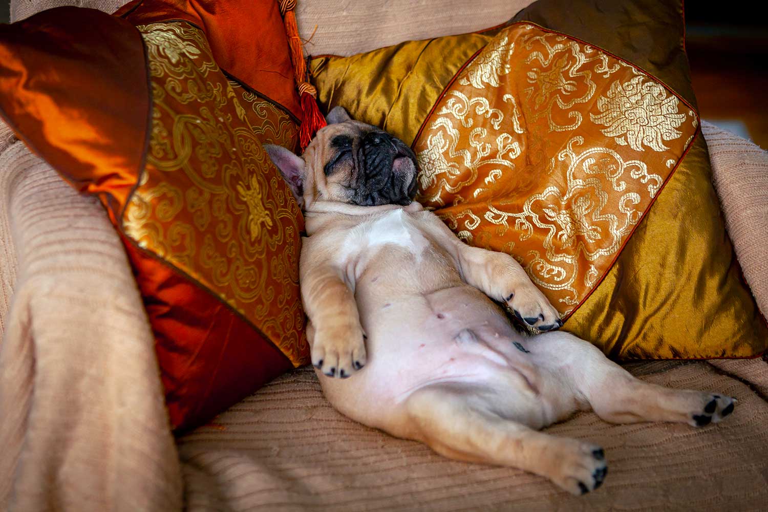 sleeping french bulldog over colorful pillows