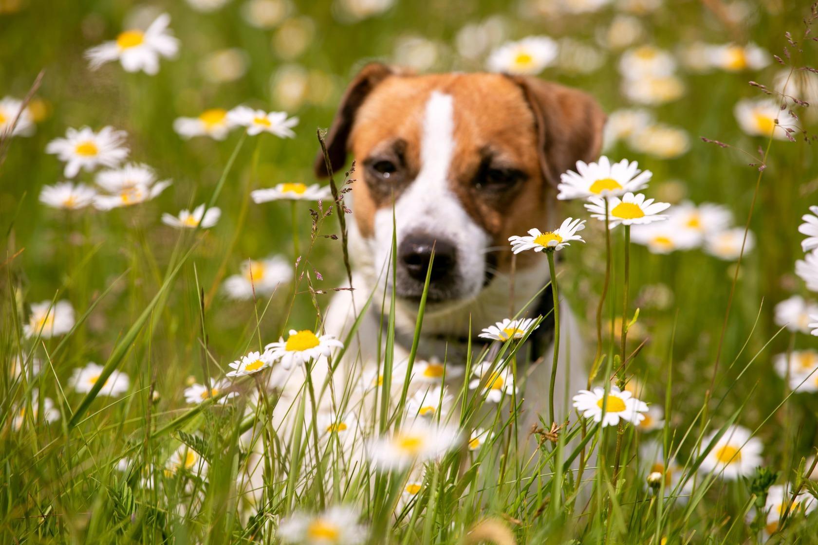 Come prevenire l’allergia primaverile nei cani?