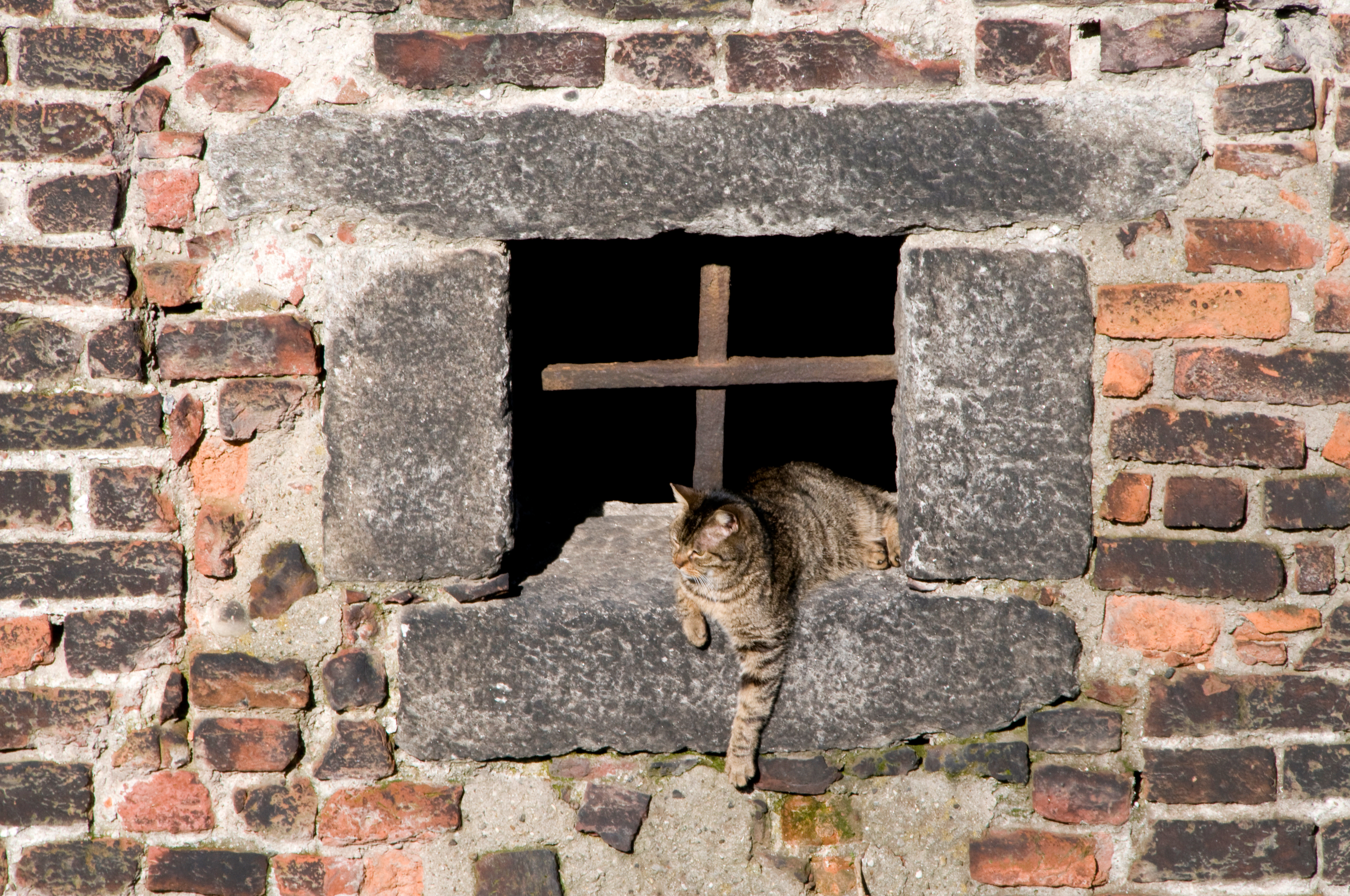 Gatto all'esterno su davanzale di una vecchia finestra