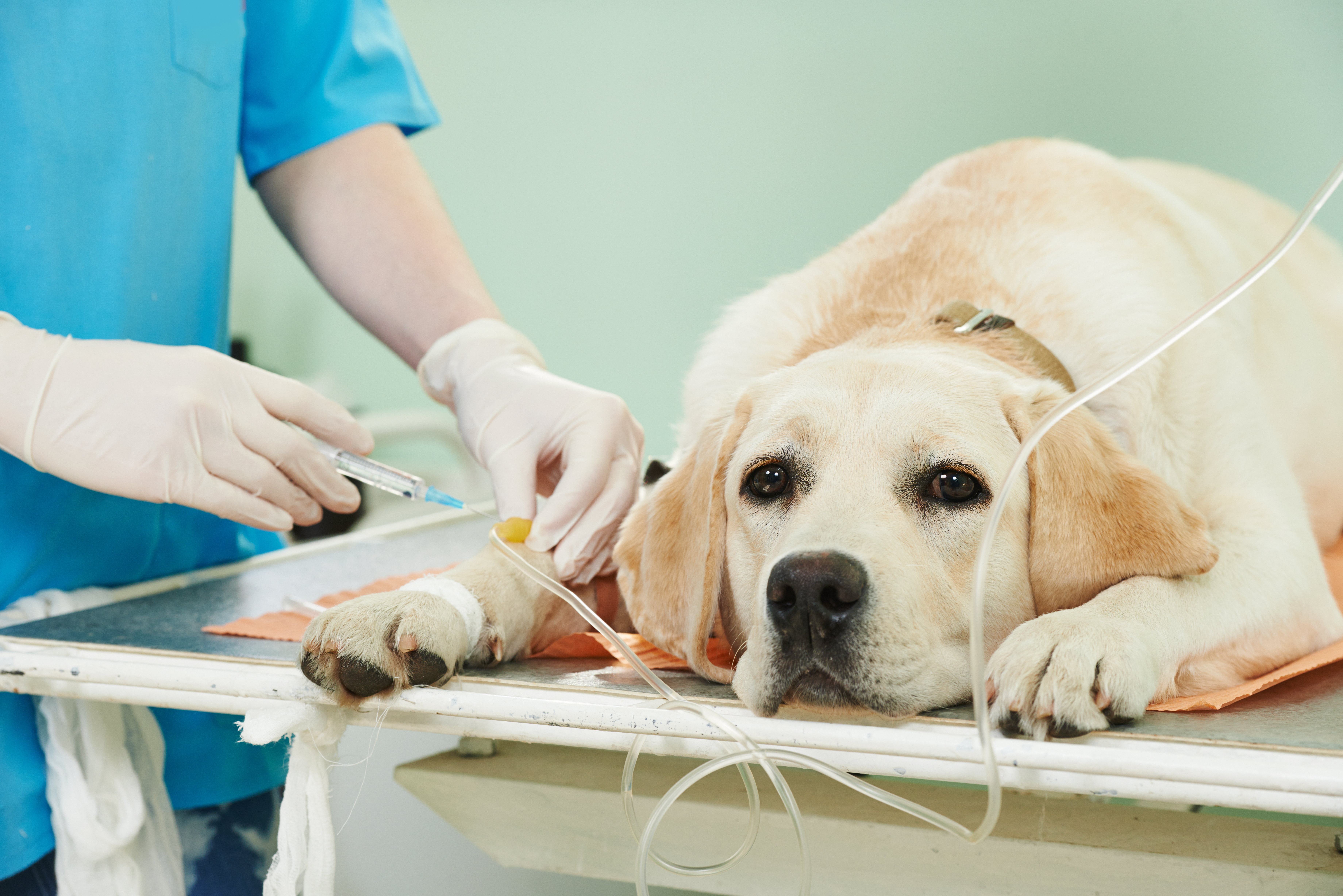 Intossicazione nel cane: come proteggere il tuo amico a quattro zampe