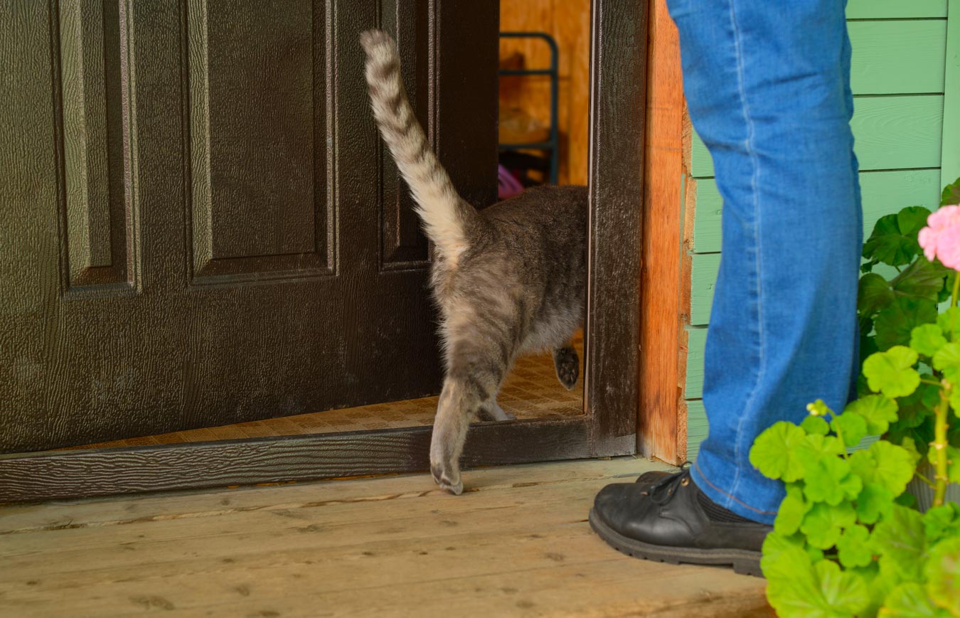 a cat entering the house when the owner came back at home
