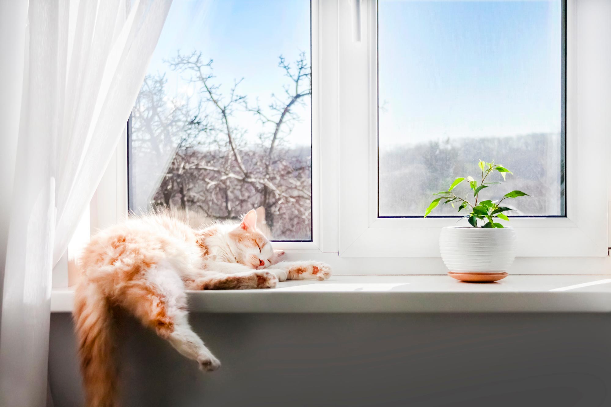 gatto rosso che dorme sdraiato sul davanzale