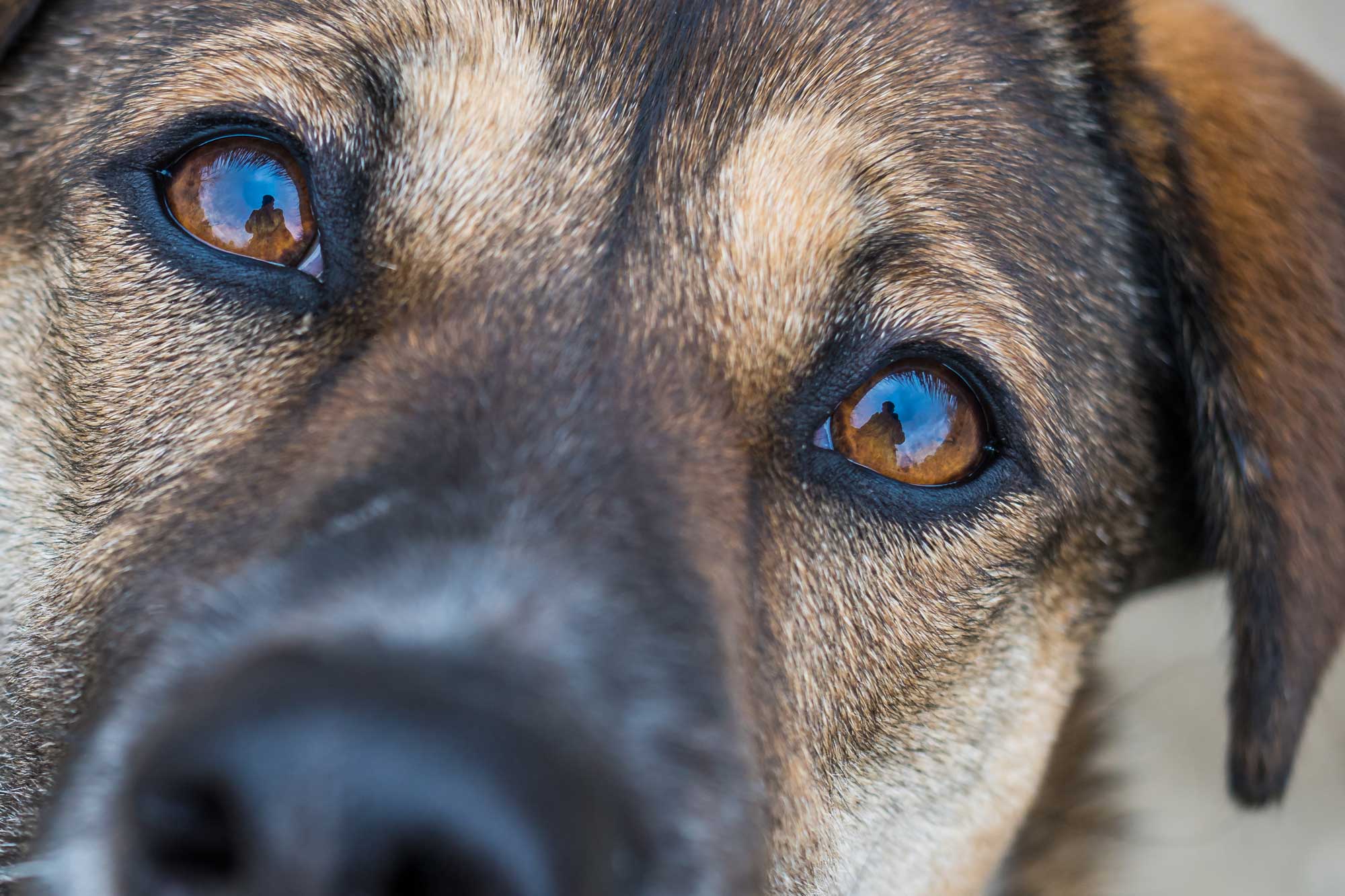 cane che guarda in macchina con occhi teneri e marroni