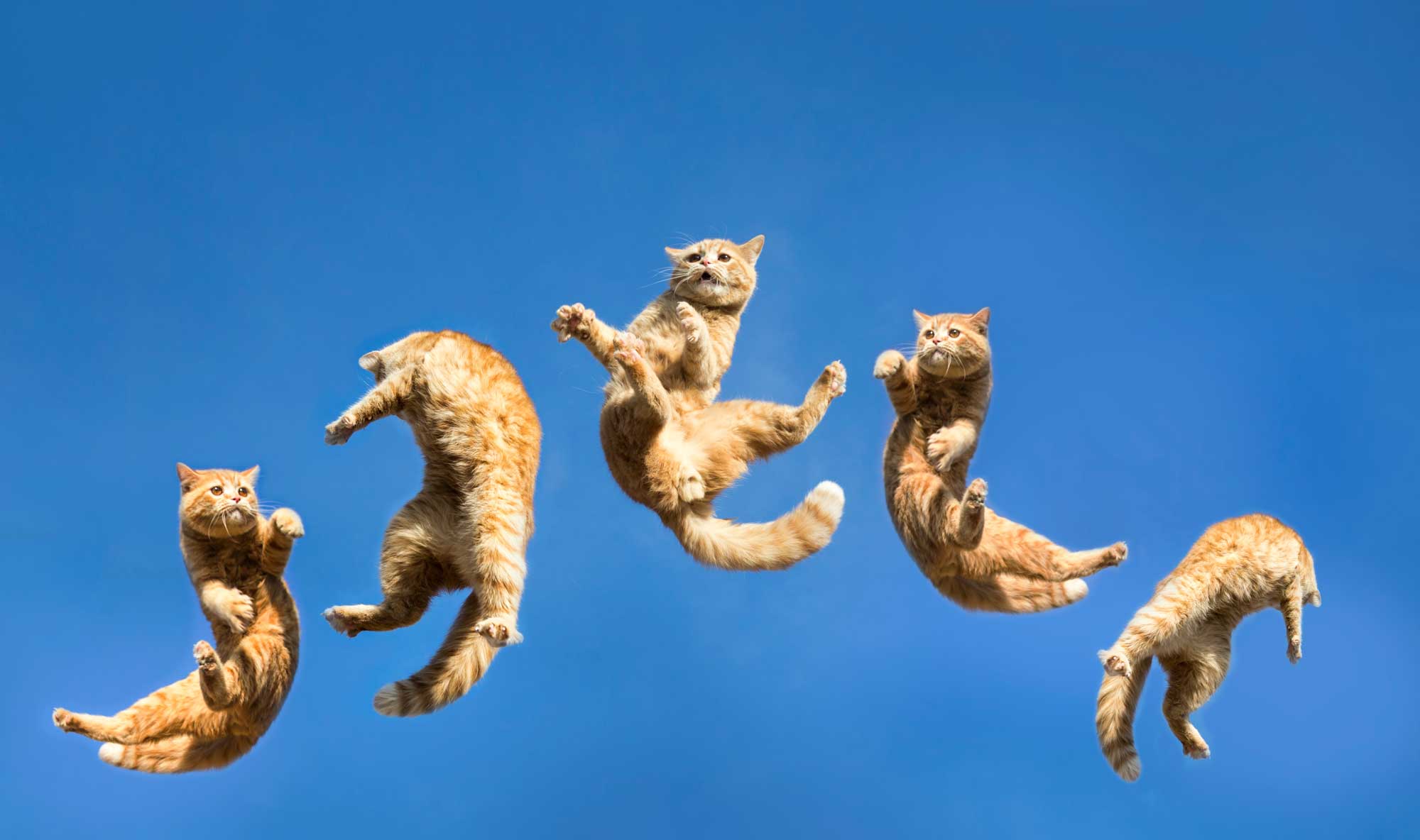 gatto rosso durante un salto