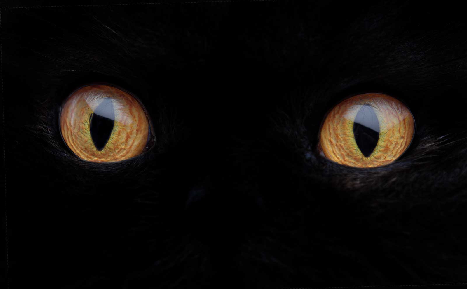 Scatto macro su occhi gialli di gatto nero