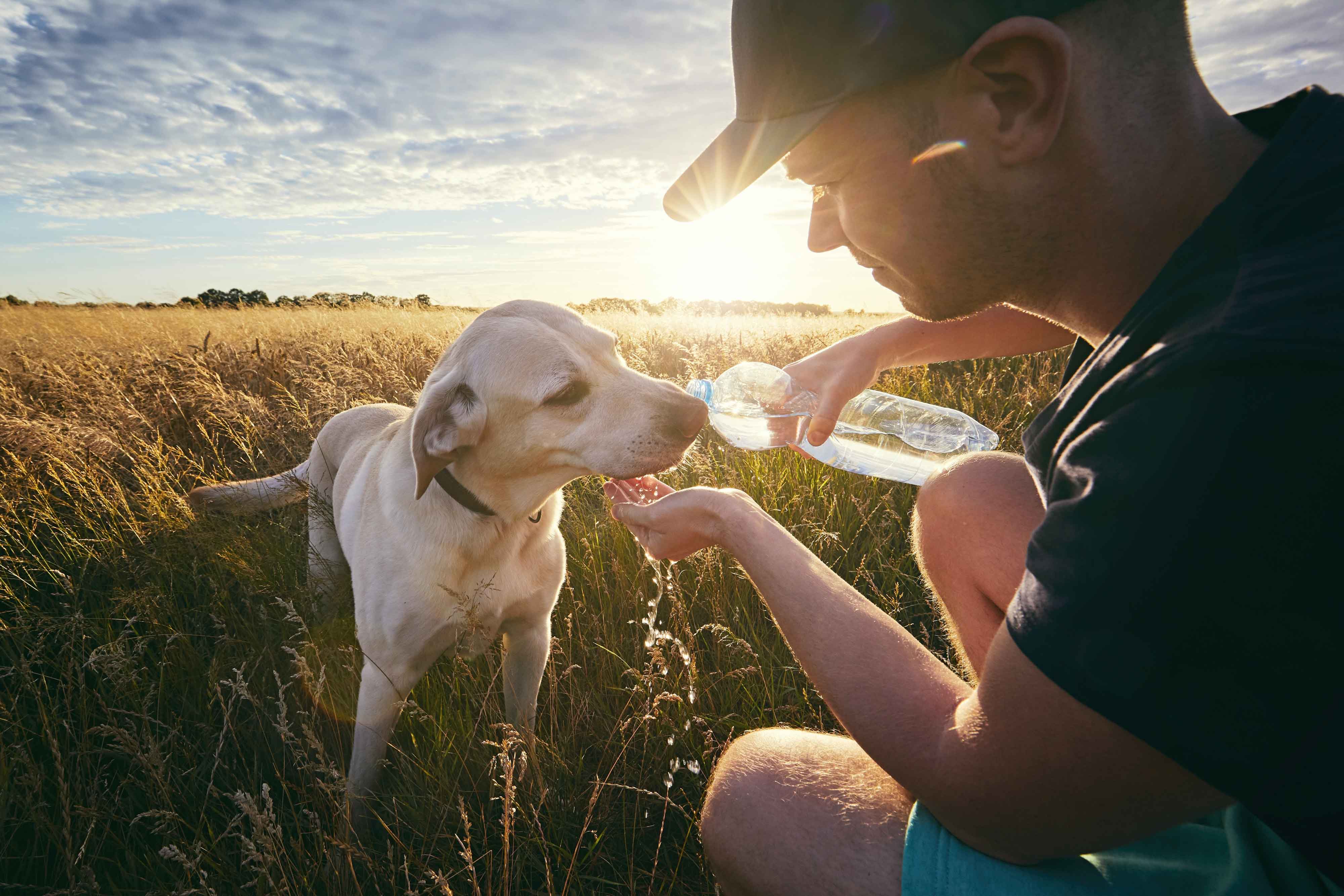 Drinking dog from a water bottle in a grain field
