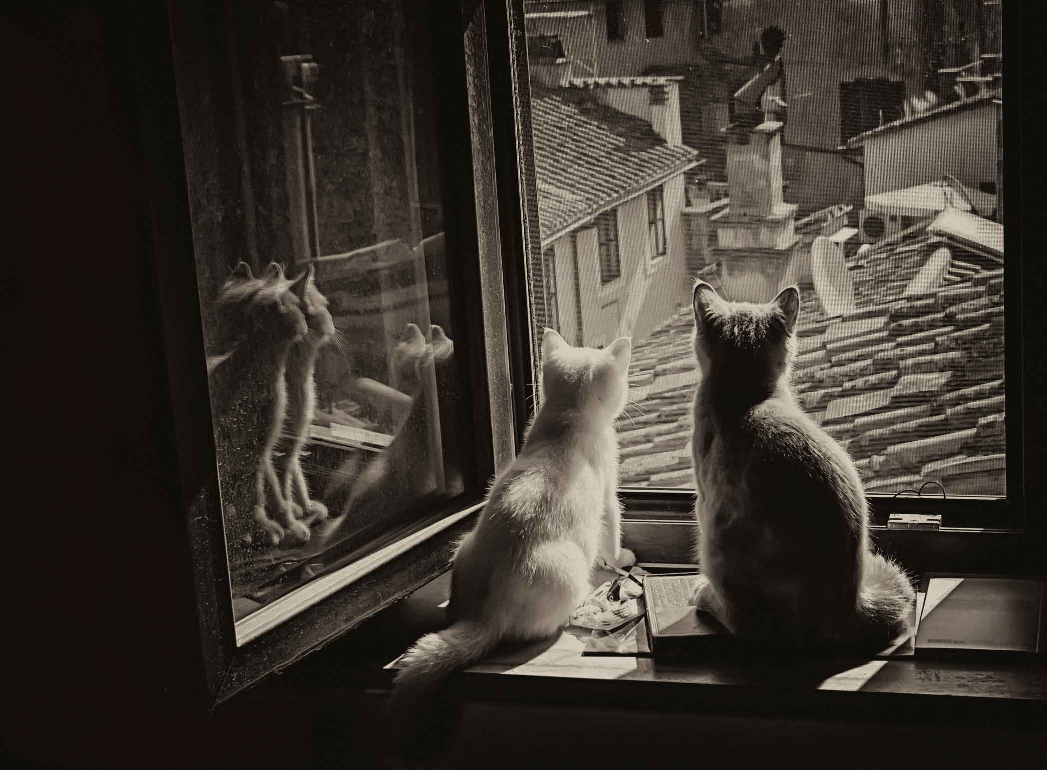 Due gatti che guardano fuori una finestra