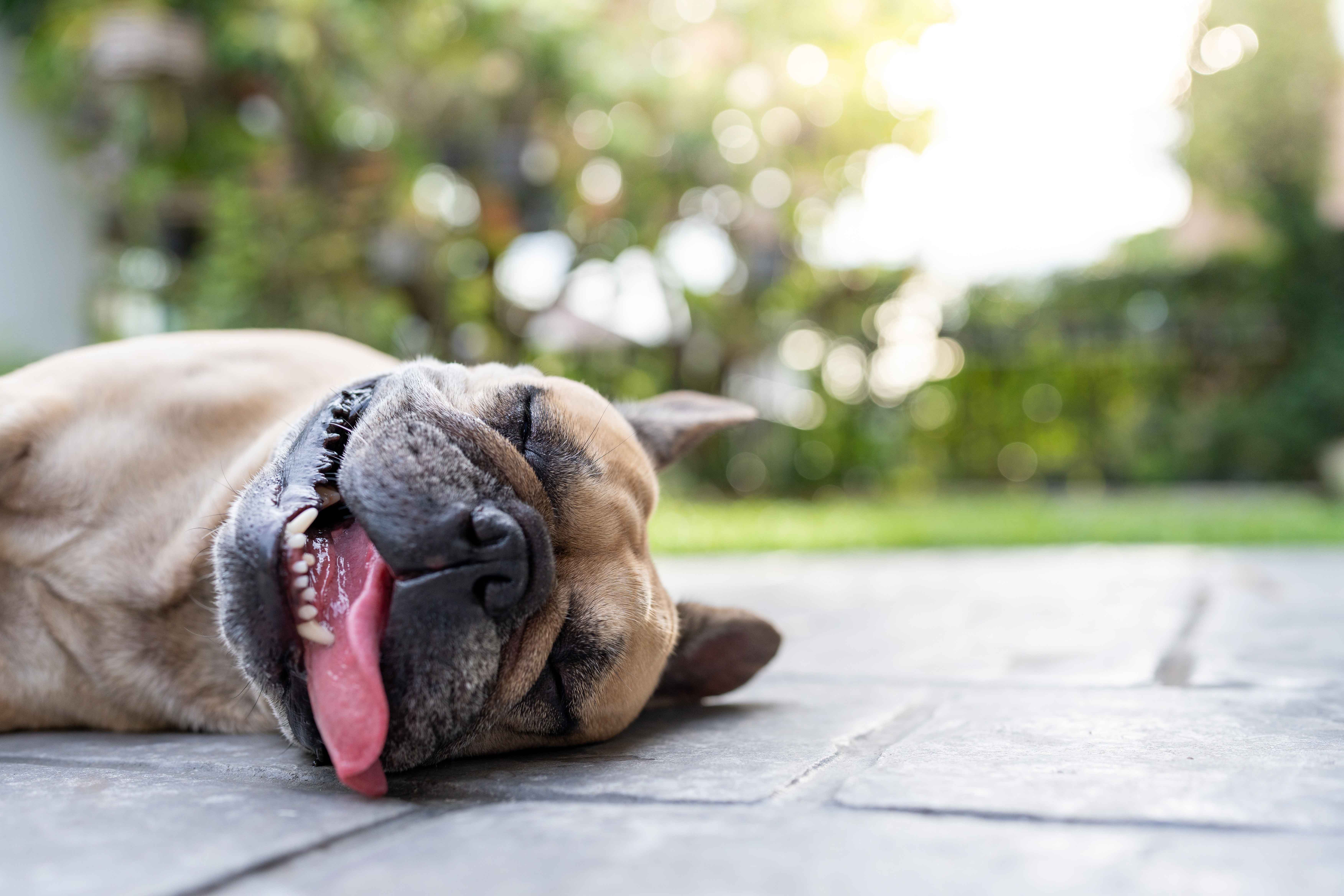 cane accaldato con lingua di fuori