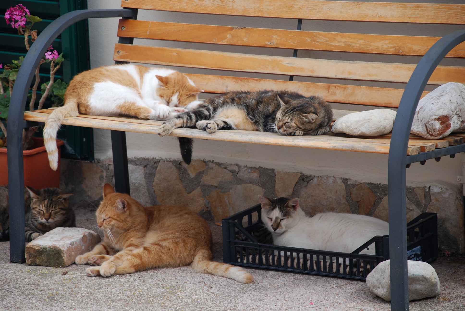 Gatti che dormono su una panchina all'ombra