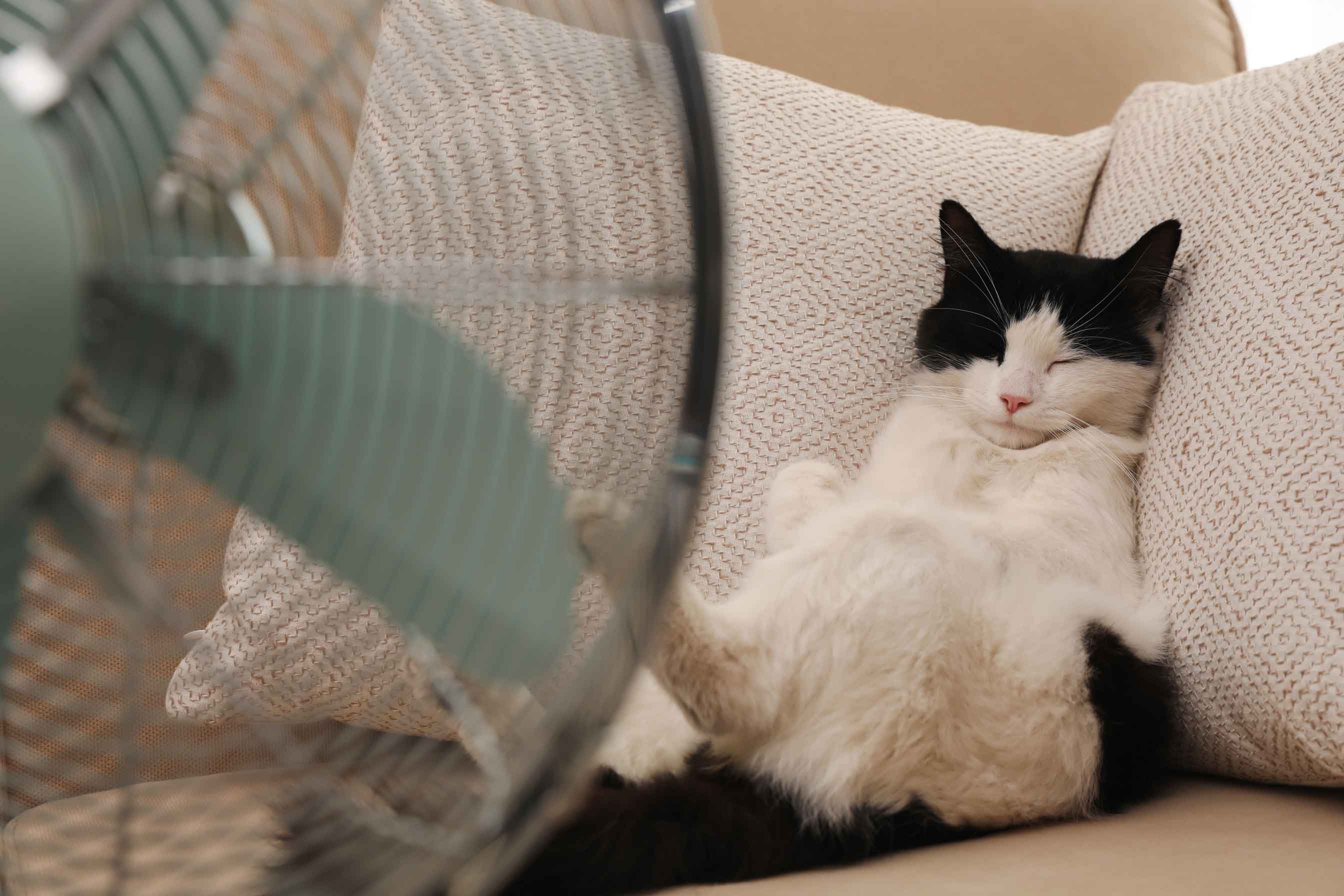 Gatto sul divano avanti al ventilatore