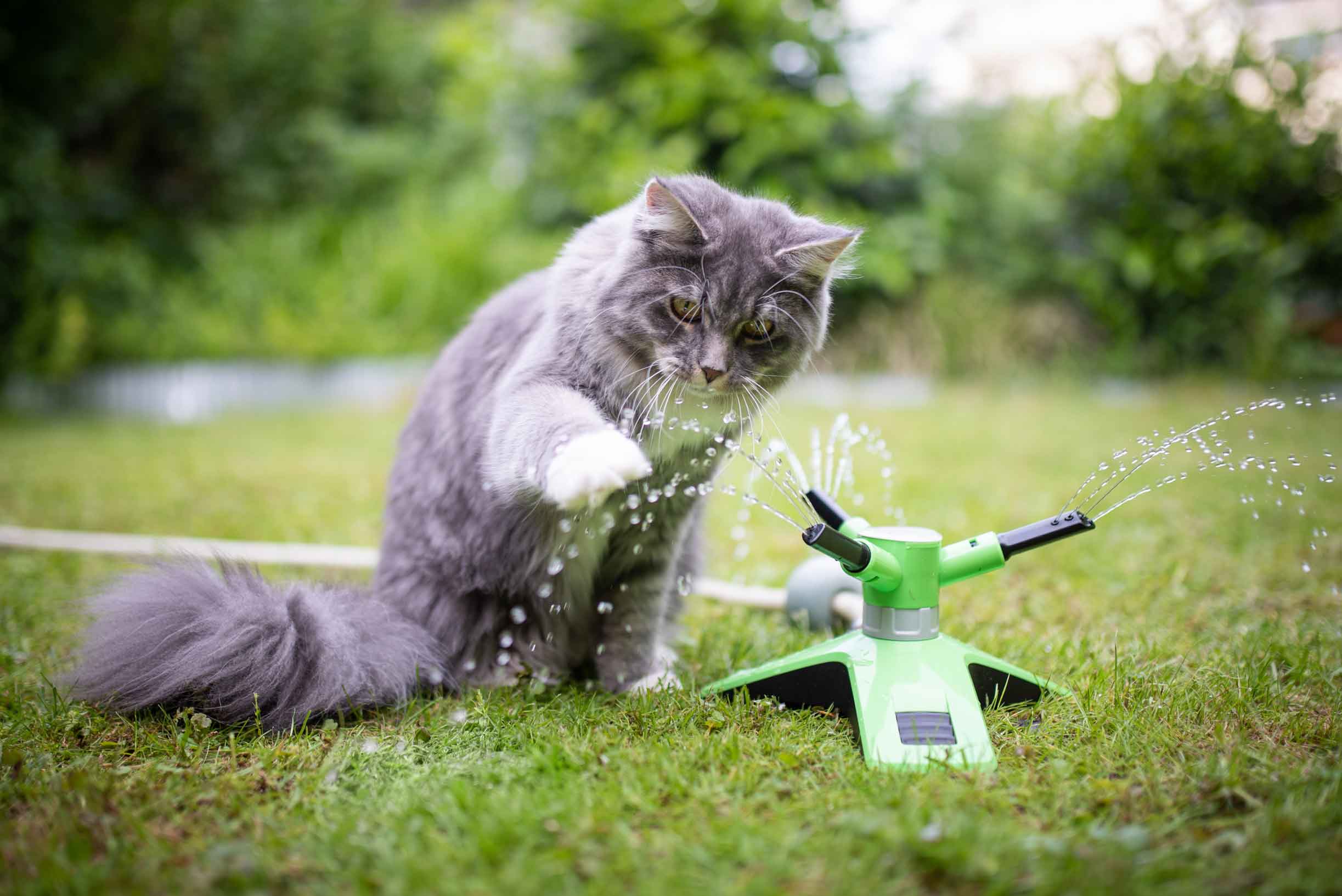 Gatto. che gioca in giardino con un innaffiatoio