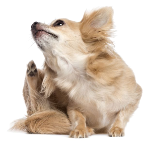 Cane che si gratta